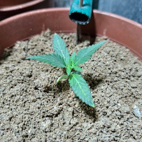 Half Moon growlog timeline photo