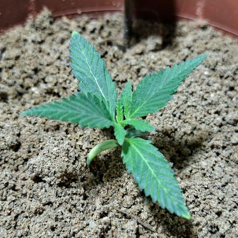 Half Moon growlog timeline photo