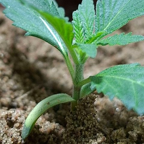 Half Moon growlog timeline photo
