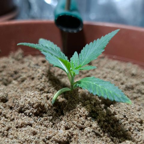Half Moon growlog timeline photo