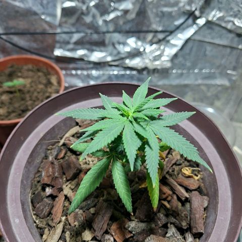 Half Moon growlog timeline photo