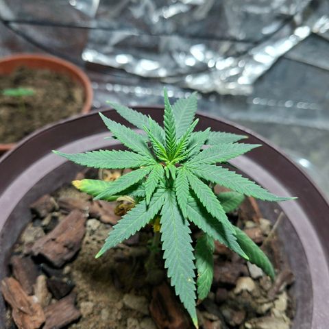 Half Moon growlog timeline photo