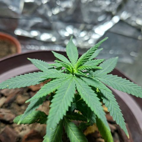 Half Moon growlog timeline photo