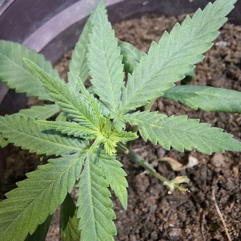 Half Moon growlog photo: Cat had to take a bite.