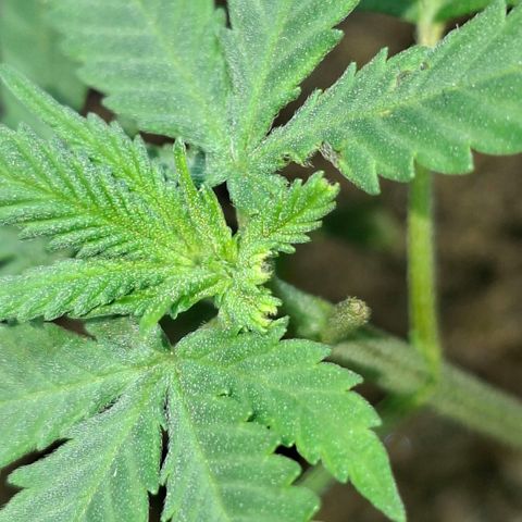 Half Moon growlog photo: Cat had to take a bite.