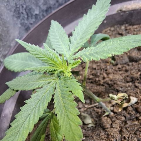 Half Moon growlog photo: Cat had to take a bite.