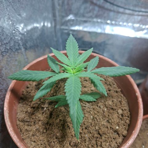 Half Moon growlog timeline photo