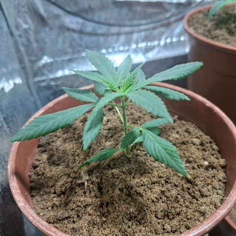 Half Moon growlog timeline photo
