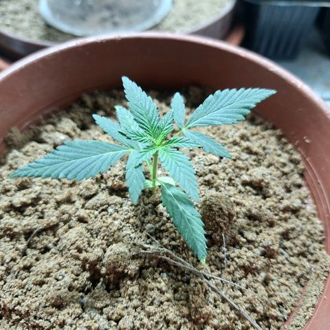 Half Moon growlog timeline photo