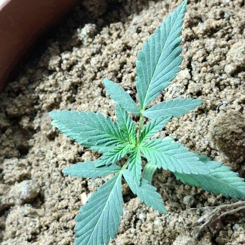Half Moon growlog timeline photo