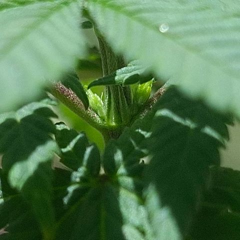 Half Moon growlog photo: 2 days after toppings.
Showing pistols