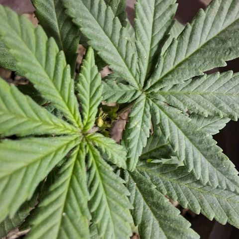Half Moon growlog photo: 2 days after toppings.
Showing pistols