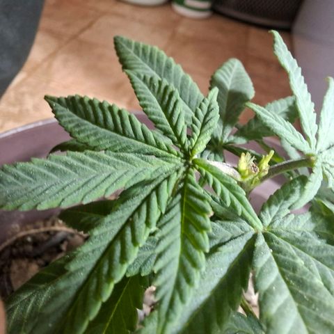 Half Moon growlog photo: 2 days after toppings.
Showing pistols