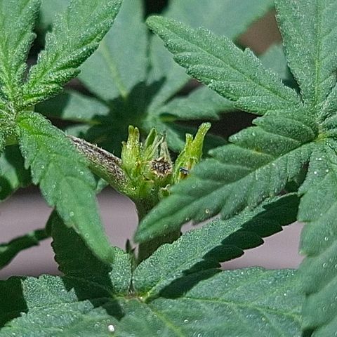 Half Moon growlog photo: 2 days after toppings.
Showing pistols