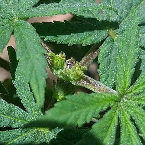 Half Moon growlog photo: 2 days after toppings.
Showing pistols