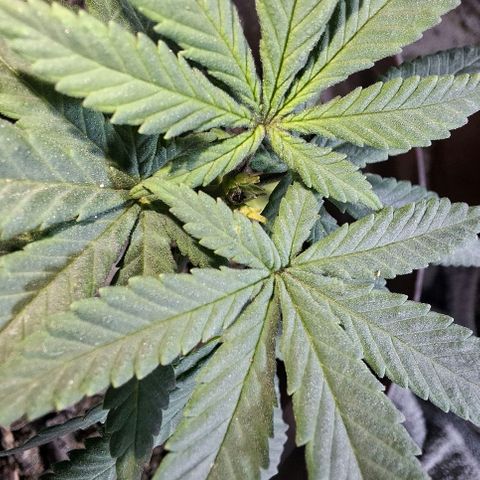 Half Moon growlog photo: 2 days after toppings.
Showing pistols