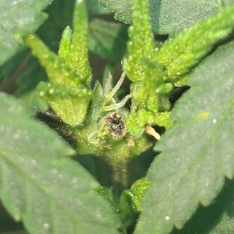 Half Moon growlog timeline photo