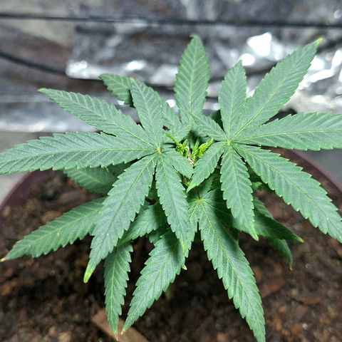 Half Moon growlog timeline photo