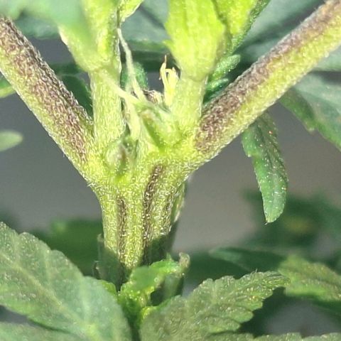 Half Moon growlog timeline photo