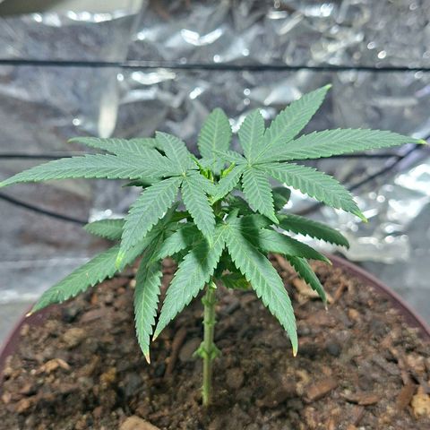 Half Moon growlog timeline photo