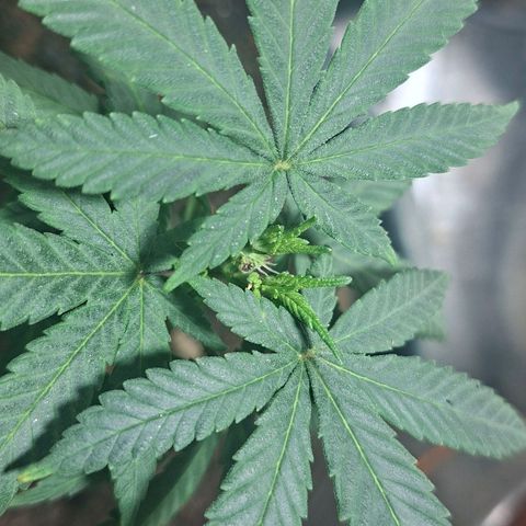 Half Moon growlog timeline photo