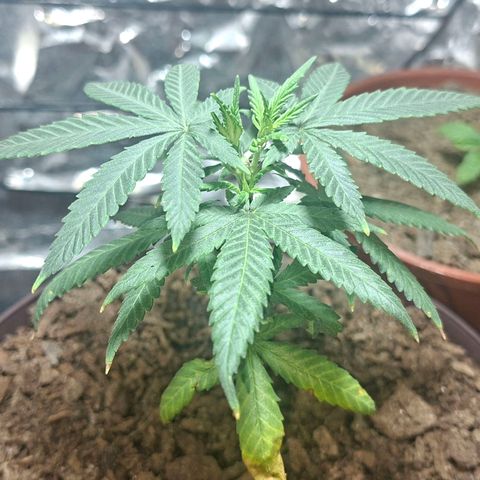 Half Moon growlog timeline photo