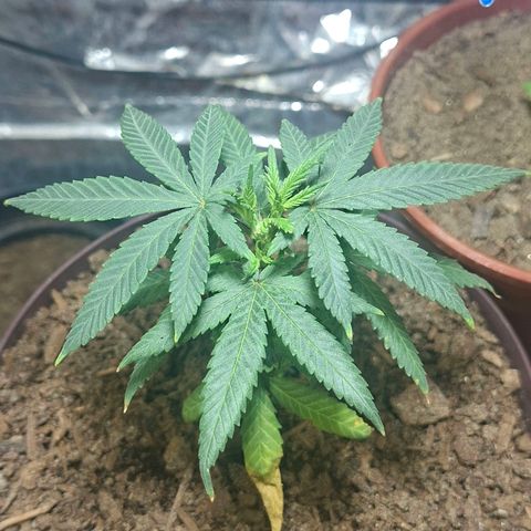 Half Moon growlog timeline photo