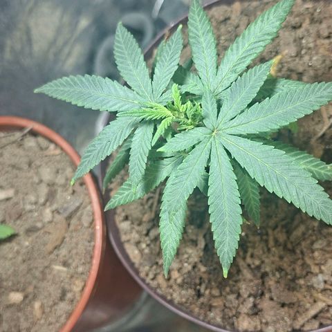 Half Moon growlog timeline photo