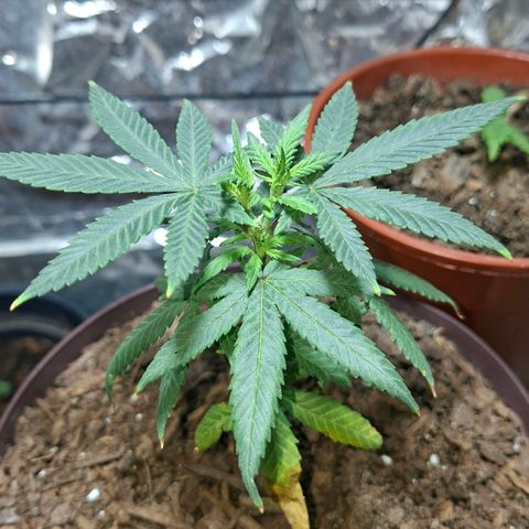 Half Moon growlog timeline photo
