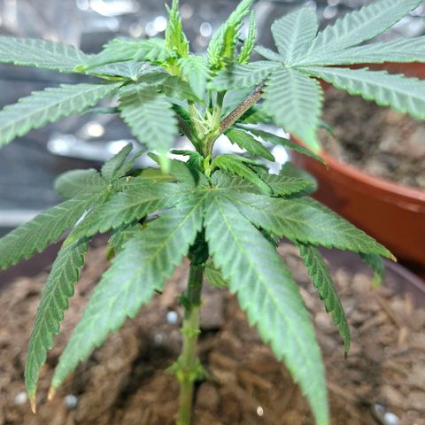 Half Moon growlog timeline photo