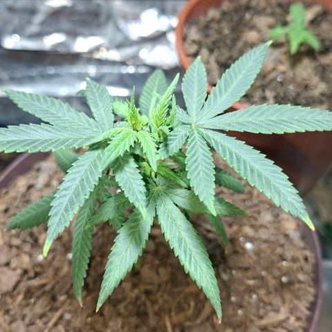 Half Moon growlog timeline photo