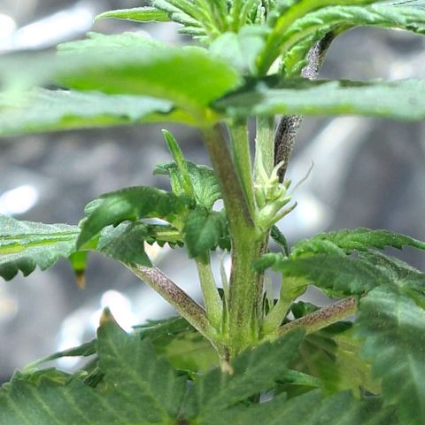 Half Moon growlog timeline photo