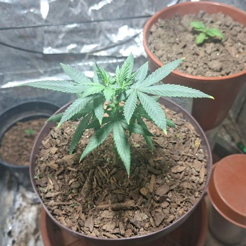Half Moon growlog timeline photo