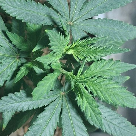 Half Moon growlog timeline photo
