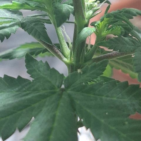 Half Moon growlog timeline photo