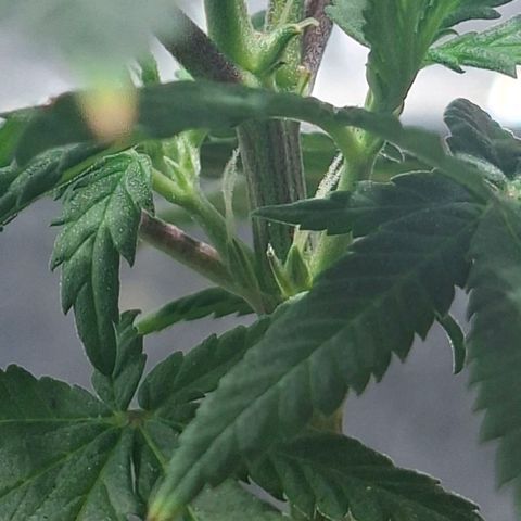 Half Moon growlog timeline photo