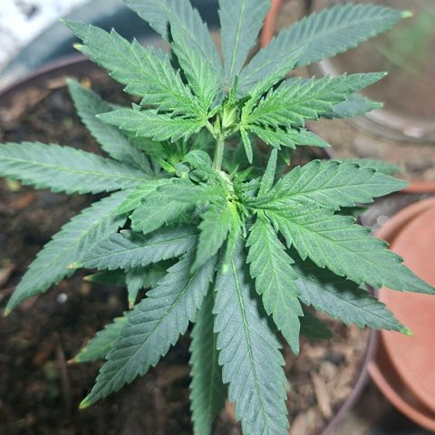 Half Moon growlog timeline photo