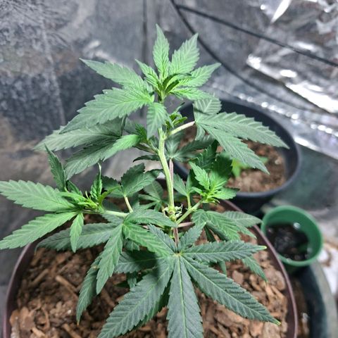 Half Moon growlog photo: Took a Clone Cutting