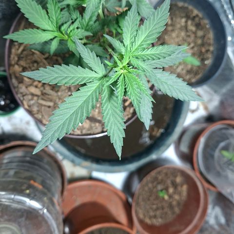Half Moon growlog photo: Took a Clone Cutting