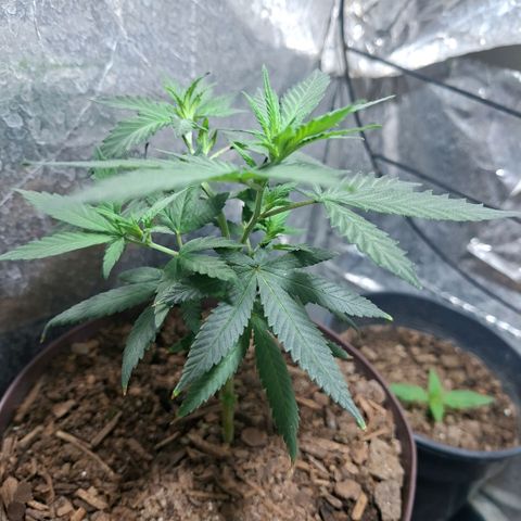 Half Moon growlog photo: Took a Clone Cutting