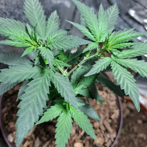 Half Moon growlog timeline photo