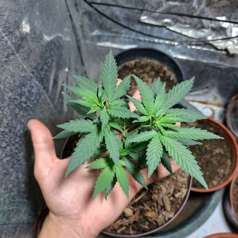 Half Moon growlog timeline photo