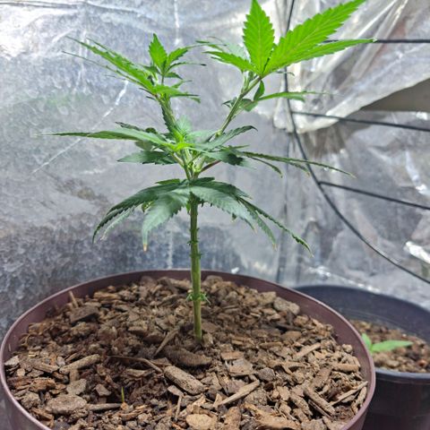 Half Moon growlog timeline photo