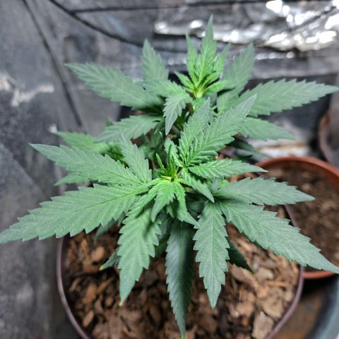 Half Moon growlog timeline photo