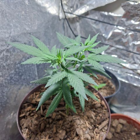 Half Moon growlog timeline photo