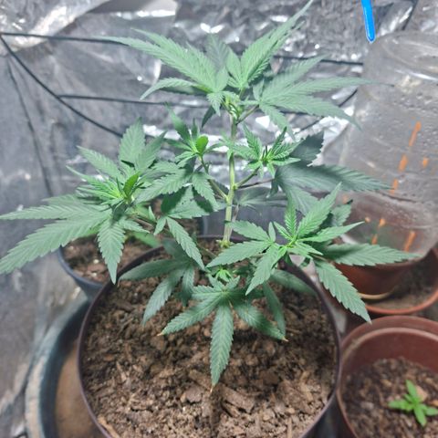 Half Moon growlog timeline photo