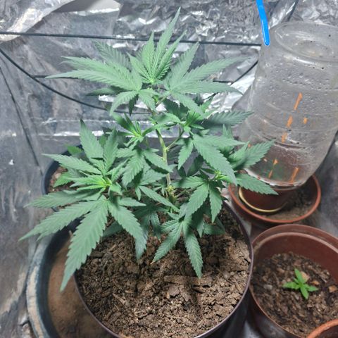 Half Moon growlog timeline photo