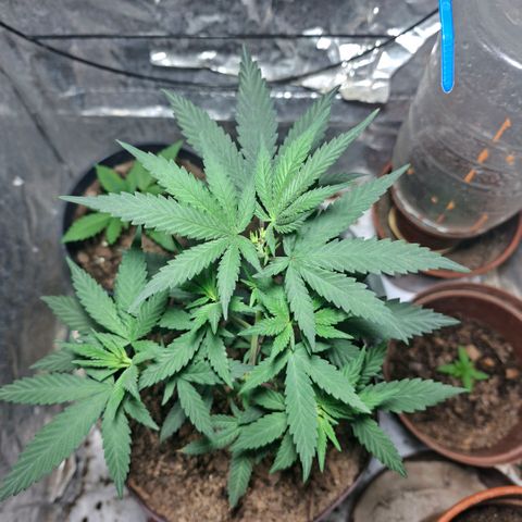 Half Moon growlog timeline photo