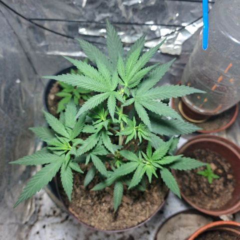 Half Moon growlog timeline photo