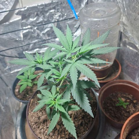 Half Moon growlog timeline photo